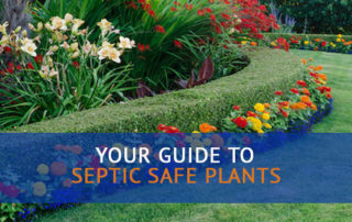 colorful septic safe plants