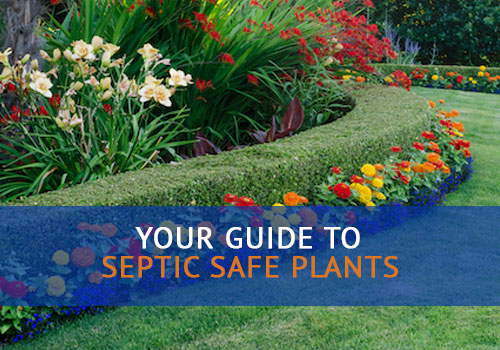 colorful septic safe plants