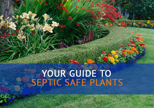 Septic Safe Plants and Landscaping