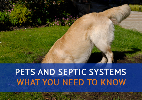 Pets and Septic Systems