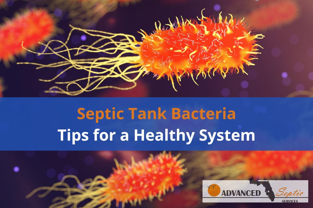 Image of Bacteria with Words "Septic Tank Bacteria, Tips for a Healthy System"
