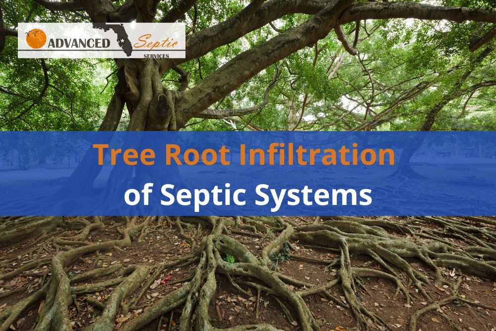 Tree Root Infiltration of Septic Systems, Advanced Septic Services of Florida